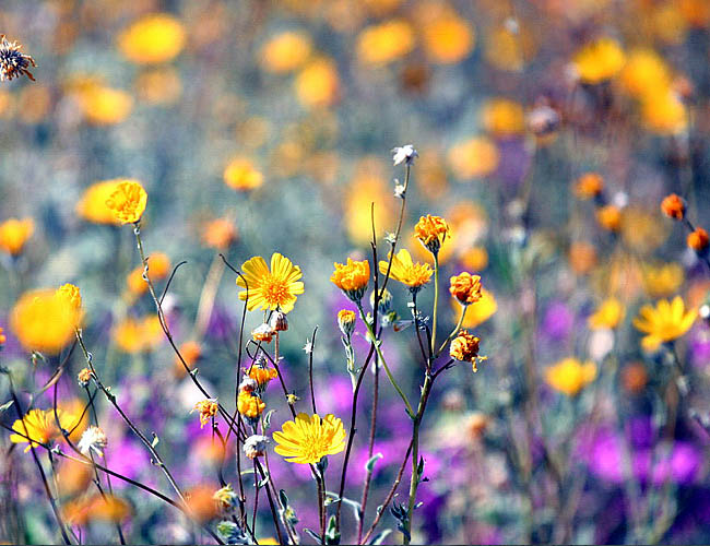 <b>Anze Borrego Once More</b><br>Another shot from the Anze Borrego trip from months ago. I'd love to take some more shots but I honestly haven't been out of the house long enough since David joined our family.