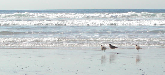 torrey pines state reserve, san diego