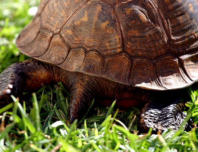 <b>Butt</b><br>Turtles are quite cute, if you ask me. When Jake and I went to the seychelles, we learned that they are really sensitive in between the haxagonal shapes in their back so if you touch them in those lines, it hurts them a lot. This is taken at the wildlife preservation day in Balboa Park. I used the zoom lens. This photo makes me smile each time I look at it.