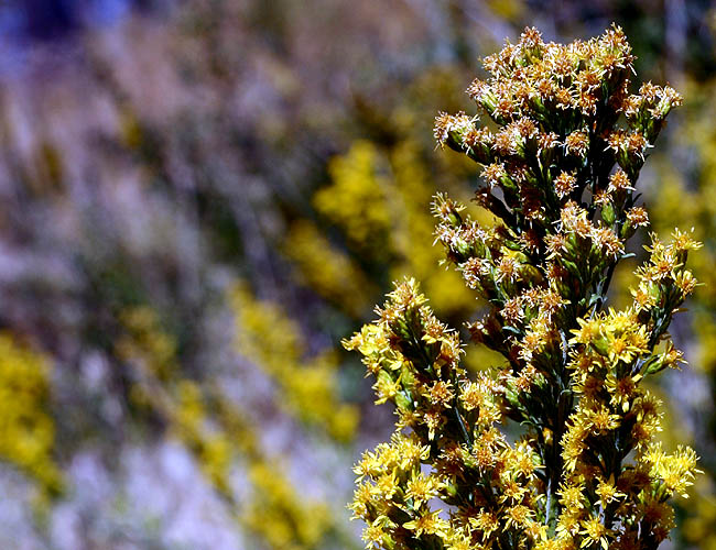 <b>Yellow Flowers</b><br>Another shot from the birthday walk Jake and I took. Cleveland National Park. 50mm. Beautiful day. Fantastic skies. I wish I had managed to get more photos this time around. I really like taking photos and miss doing it. Now that David's on some schedule I think I will make more of an effort to go out and shoot weekly.