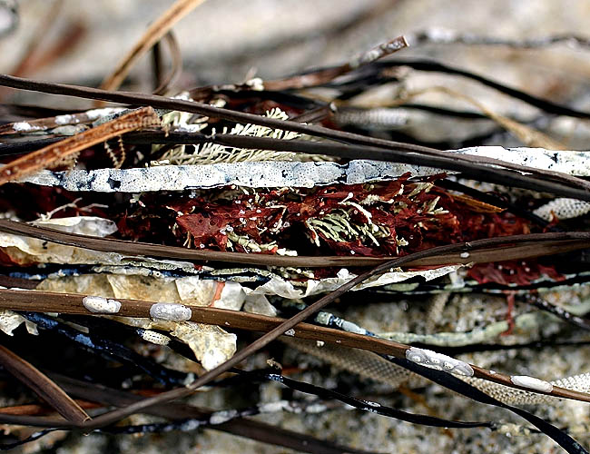 <b>Macroland II</b><br>Another beach shot with my macro lens. I like the textures and colors on this one. I also like that you can't really make out what it is.