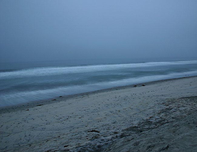 torrey pines state reserve