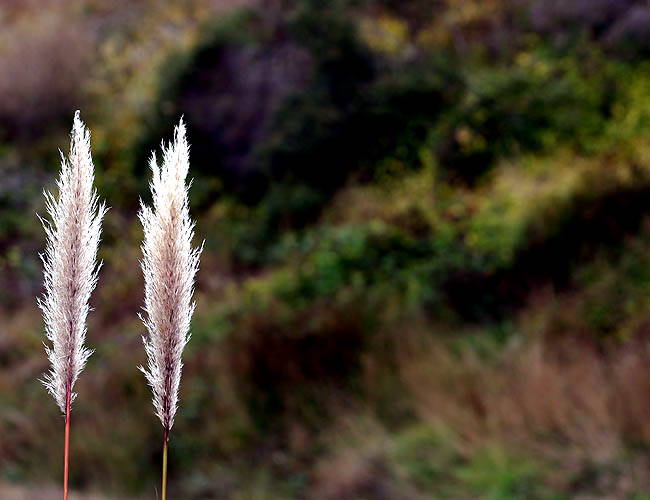 <b>Plants</b><br>I don't know if these are considered plants or not. Are they? They were all over the north pacific coast highway. One of the things we miss out on in San Diego is turning of the leaves. Even though the trees do go slightly orange or yellow here, they definitely don't have the New England look. The North PCH, however, is full of fall colors and it was fun to get to experience it for a few days. Taken with the 70-200 f/4.