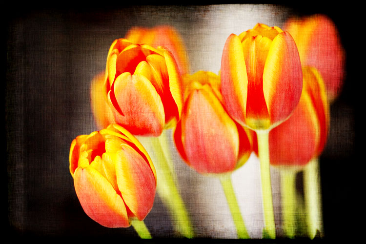 mytulips
